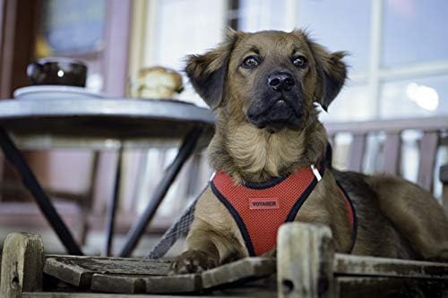 Voyager Step-In Air Dog Harness-En İyi Evcil Hayvan Malzemeleri ile Küçük ve Orta Köpekler için Yelek Koşumunda Tüm Hava Mesh