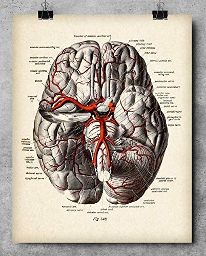 Damarlı Beyin Diyagramı - 11x14 Çerçevesiz Sanat Baskısı-Hemşire Günü, Doktorlar ve Tıp Öğrencileri için Harika bir Hediye